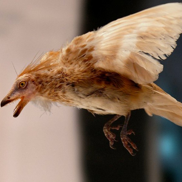 история,природа,эволюция, 127 млн лет назад на Земле жила зубастая птица размером с мизинец